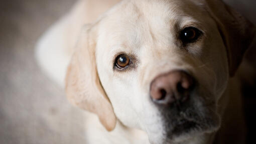 Labrador best sale retriever eyes